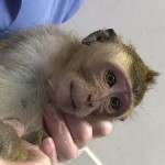 Baby rhesus macaque