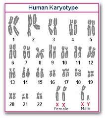 human-karyogram